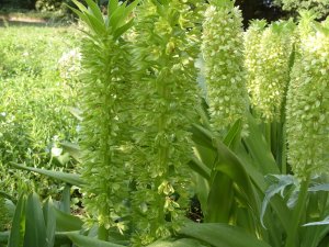 Лат. Eucomis bicolor