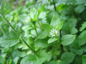 Лат. Stellaria