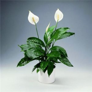 Лат. Spathiphyllum