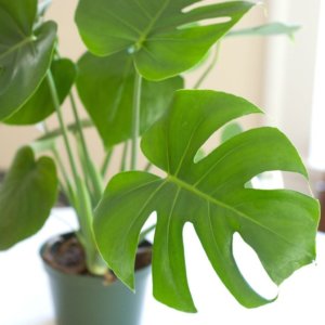 Лат. Monstera