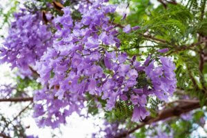 Лат. Jacaranda mimosifolia