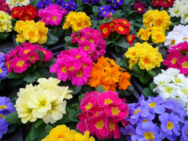 Разноцветные варианты цветущих растений