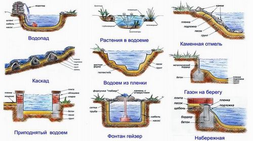 Водные растения: особенности выбора для садового водоема. Особенности водных растений. Особенности водных растений