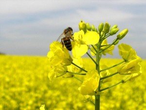 Кращі медоносні трави і дерева высеиваемые для бджіл