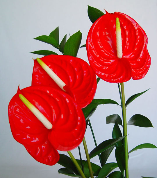 anthurium