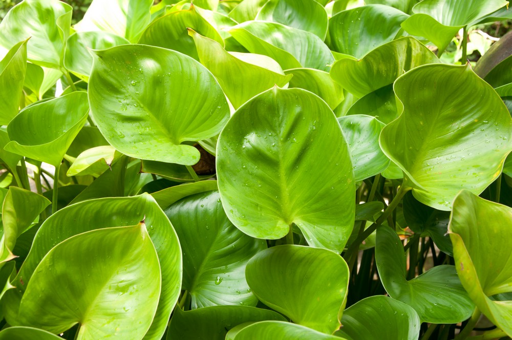 heart leaf philodendron