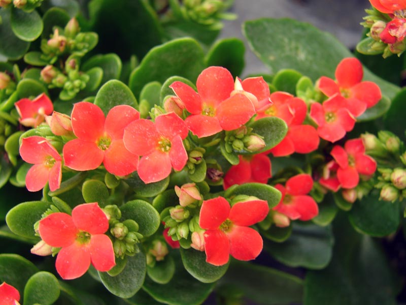 Photo Kalanchoe blossfeldiana / Фото Каланхоэ Блоссфельда / Фото Каланхое Блоссфельда