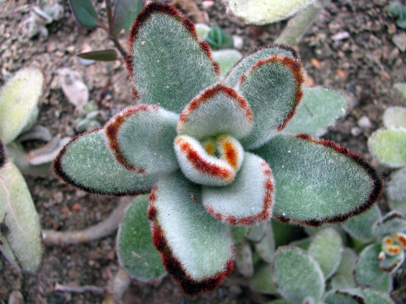 Photo Kalanchoe tomentosa / Фото Каланхоэ войлочное / Фото Каланхое повстяне