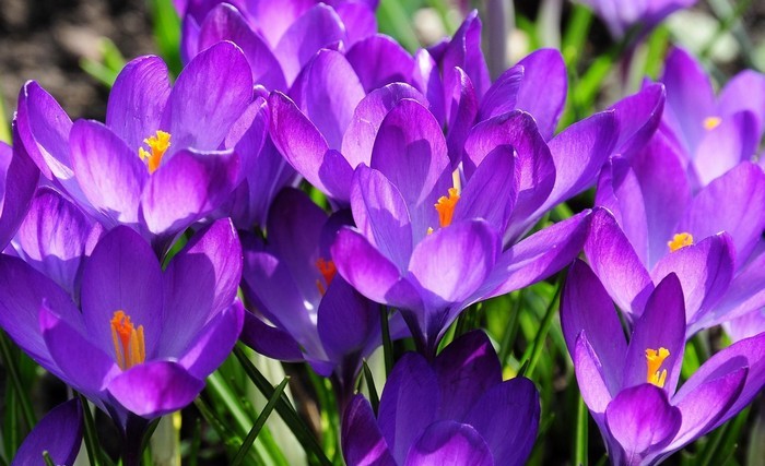 crocus01