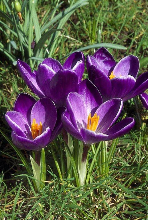 crocus12