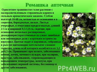 Однолетнее травянистое голое растение с малоразветвленным стержневым корнем и си