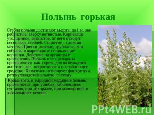 Стебли полыни достигают высоты до 1 м, они ребристые, вверху ветвистые. Корневищ