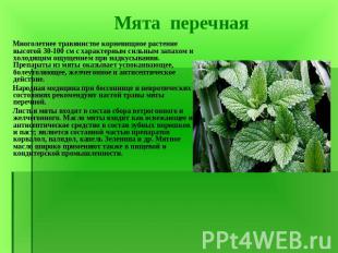 Многолетнее травянистое корневищное растение высотой 30-100 см с характерным сил