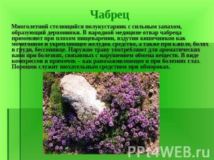 КРАПИВА, род трав семейства крапивных. Стебли и листья покрыты жгучими волосками