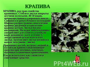 КРАПИВА, род трав семейства крапивных. Стебли и листья покрыты жгучими волосками