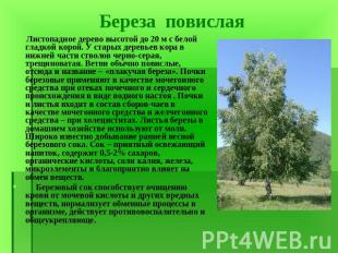 Листопадное дерево высотой до 20 м с белой гладкой корой. У старых деревьев кора