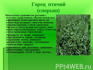 Многолетнее травянистое растение с толстым, укороченным, обычно изогнутым корнев