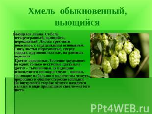 Хмель обыкновенный, вьющийся Вьющаяся лиана. Стебель четырехгранный, вьющийся, ш