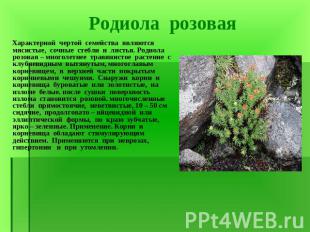 Характерной чертой семейства являются мясистые, сочные стебли и листья. Родиола