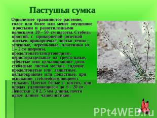 Однолетнее травянистое растение, голое или более или менее опущенное простыми и