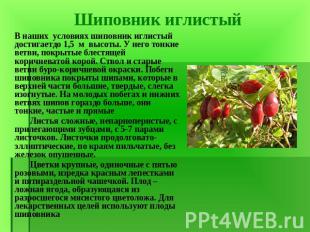 В наших условиях шиповник иглистый достигаетдо 1,5 м высоты. У него тонкие ветви