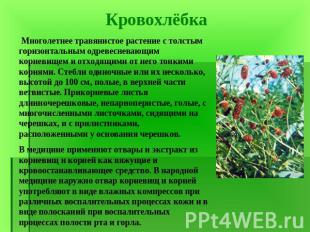 Многолетнее травянистое растение с толстым горизонтальным одревесневающим корнев