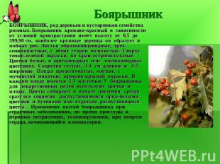 БОЯРЫШНИК, род деревьев и кустарников семейства розовых. Боярышник кроваво-красн