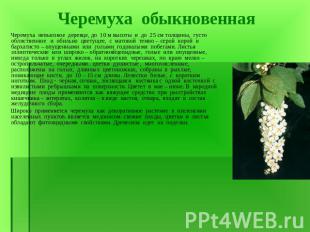 Черемуха невысокое деревце, до 10 м высоты и до 25 см толщины, густо облиственно