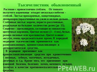 Растение с прямостоячим стеблем. От тонкого ползучего корневище отходит нескольк