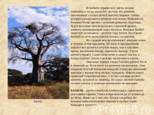 В баобабе странно все: цветы на нем появляются тогда, когда нет листьев. На длин