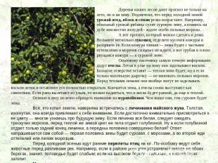 Все, о чем мы говорили, относится к краткосрочному прогнозу погоды. У животных и