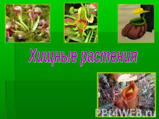 Хищные растения