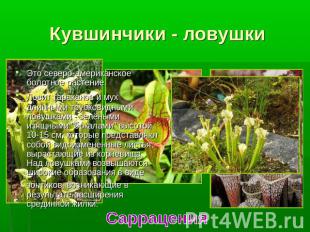 Кувшинчики - ловушки Это северо-американское болотное растение. Ловит тараканов