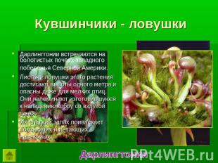 Кувшинчики - ловушки Дарлингтонии встречаются на болотистых почвах западного поб