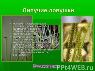 Липучие ловушки Росолист - насекомоядное растение, произрастающее в Португалии и