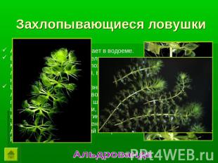 Захлопывающиеся ловушки Альдрованда свободно плавает в водоеме. Ее тонкий травян