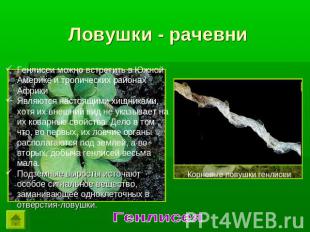 Ловушки - рачевни Генлисеи можно встретить в Южной Америке и тропических районах