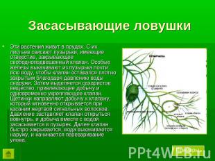 Засасывающие ловушки Эти растения живут в прудах. С их листьев свисают пузырьки,