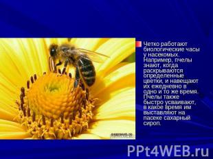 Четко работают биологические часы у насекомых. Например, пчелы знают, когда раск