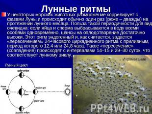 Лунные ритмы У некоторых морских животных размножение коррелирует с фазами Луны