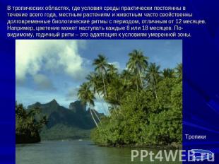 В тропических областях, где условия среды практически постоянны в течение всего