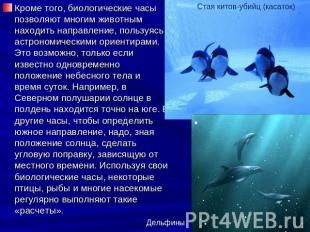 Кроме того, биологические часы позволяют многим животным находить направление, п