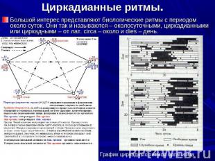 Циркадианные ритмы. Большой интерес представляют биологические ритмы с периодом