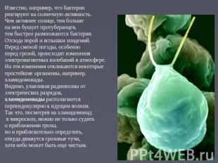 Известно, например, что бактерии реагируют на солнечную активность. Чем активнее