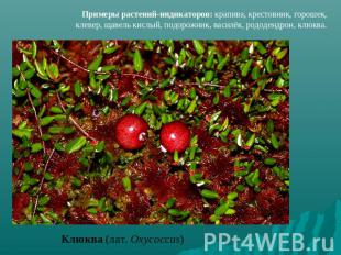 Примеры растений-индикаторов: крапива, крестовник, горошек, клевер, щавель кислы