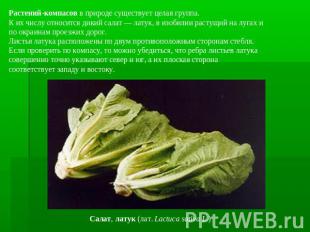 Растений-компасов в природе существует целая группа. К их числу относится дикий