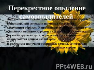 Перекрестное опыление самоопылителей Дает возможность сочетать свойства различны