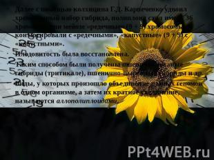 Далее с помощью колхицина Г.Д. Карпеченко удвоил хромосомный набор гибрида, поли