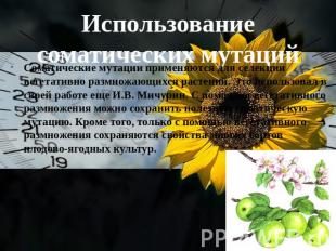 Использование соматических мутаций Соматические мутации применяются для селекции