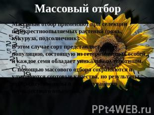 Массовый отбор Массовый отбор применяют при селекции перекрестноопыляемых растен